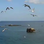 Riccio Di Mare - Large And Bright Flat On The Sea * シラクーサ